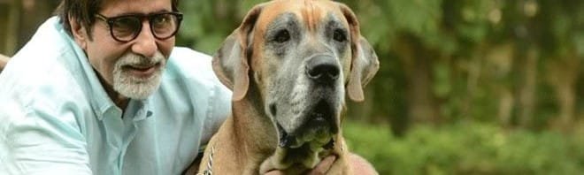 "BIG B" beloved pet SHANOUK dies after a brief illness