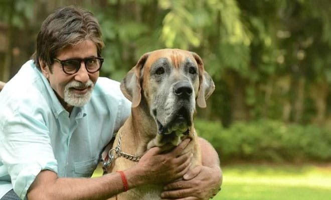 “BIG B” beloved pet SHANOUK dies after a brief illness