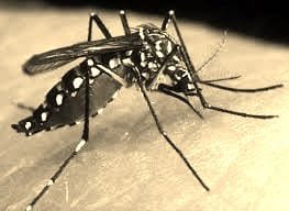DENGUE TOLL REACHES 1355 ,50% HIKE IN NEW CASES IN LAST 4 DAYS IN THE CAPITAL