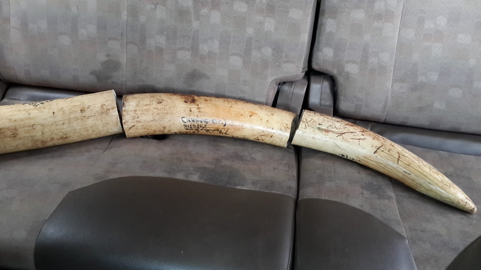 IVORY WORTH 70-75 LAKH APPROX SEIZED IN A RAID FROM WILD LIFE SMUGGLERS