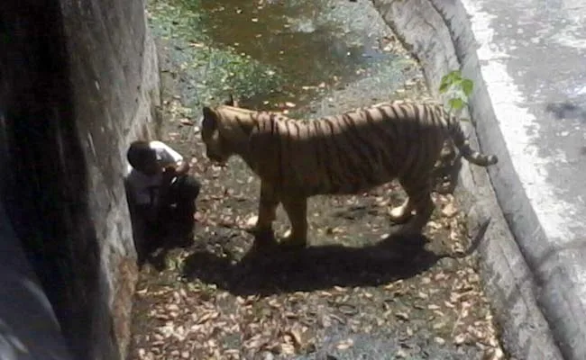 DELHI ZOO WHITE TIGER ATTACKS AND KILL A YOUTH VISITOR WHO…