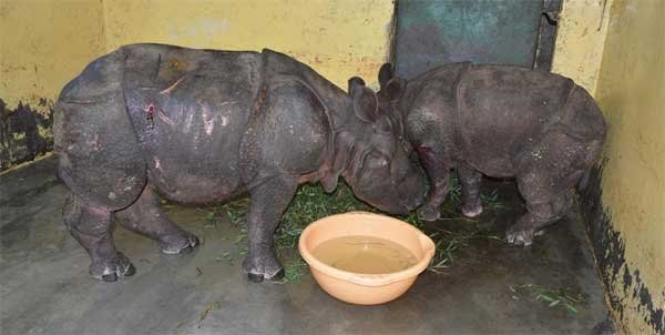 OIL adopts three orphaned Rhino calves in flood hit Kaziranga