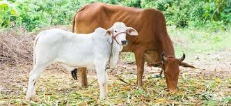 COW SLAUGHTER TO ATTRACT LIFE-TERM IN GUJARAT