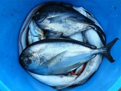 ONLINE SALES OF FISH AND FISH PRODUCTS LAUNCHED BY TAMIL NADU GOVERNMENT