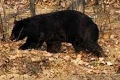 ELDERLY MAN INJURED BY A BEAR ATTACK IN NORTH KASHMIR BARAMULLA DISTRICT
