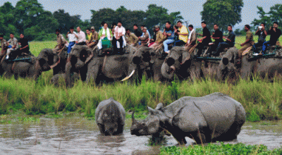 KAZIRANGA NATIONAL PARK OPENS FOR TOURISTS