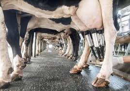 MILK PRODUCTION IN COUNTRY INCREASES FROM 51.33 MILLION TONNES TO 53.77 MILLION TONNES