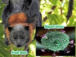 Outbreak of Nipah virus (NiP) contained says Kerala Health minister