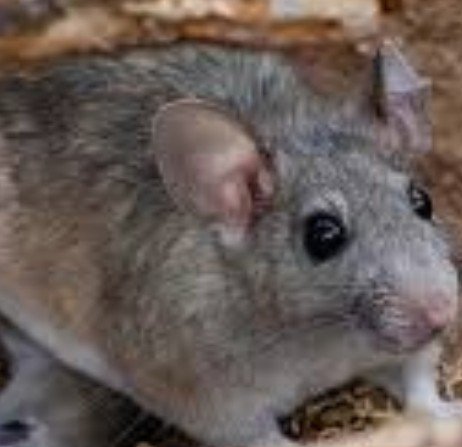 Coronavirus was still not over but a Man dies in china after catching Hantavirus.