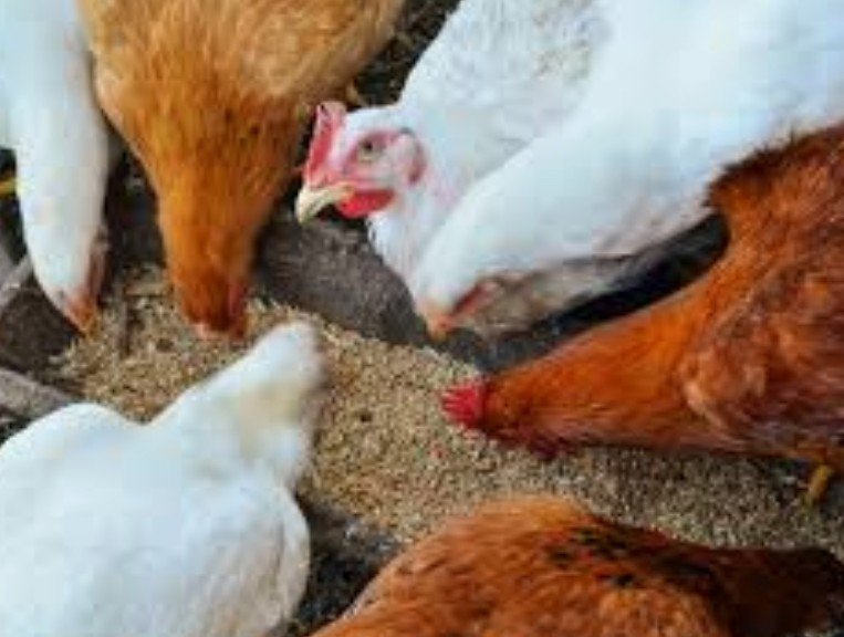 Birdflu cases reported from several places in the country.