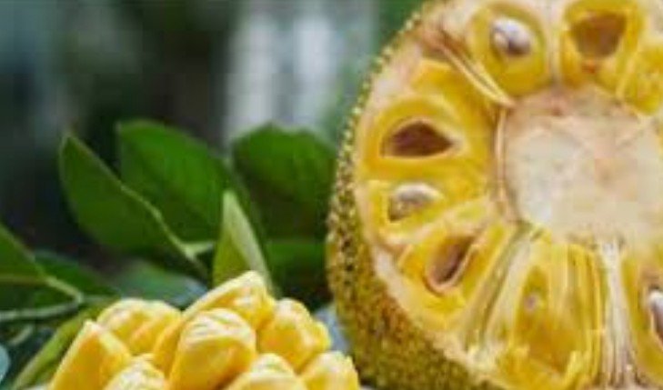 Processed & organic certified jackfruit from Bengaluru exported to Germany