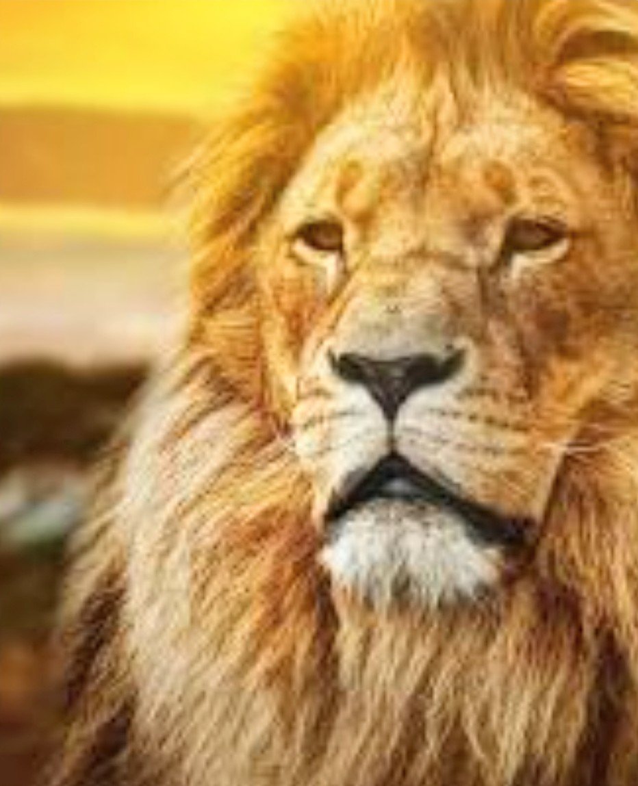 PM lauds the efforts of Lion conservationists on the occasion of World Lion Day