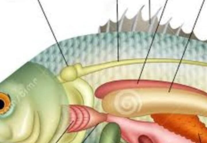CONSUMPTION OF FISH’S RAW GALL BLADDER LEADS TO ACUTE KIDNEY FAILURE