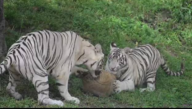 National Zoological Park celebrates the first birthday of  white tigress SITA’s twin cubs, Avni and Vyom