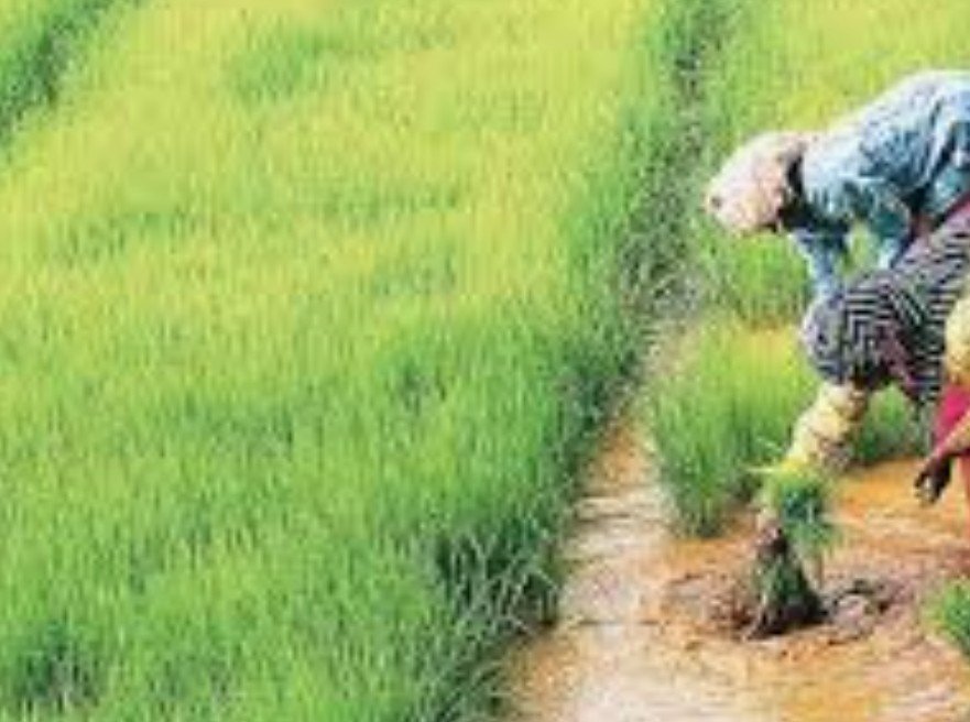 FOCUS ON AGRICULTURE RESEARCH SETUP FOR RAISING PRODUCTIVITY AND DEVELOPING CLIMATE RESILIENT VARIETIES